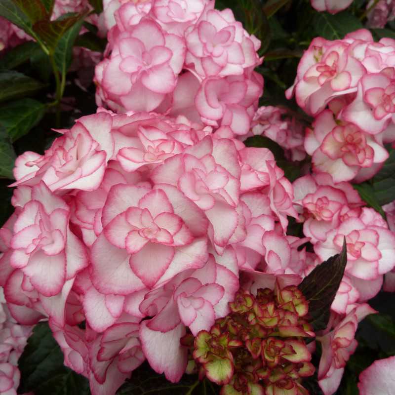 Hydrangea macrophylla 'Miss Saori' ® -  'H2002' - Hortensia