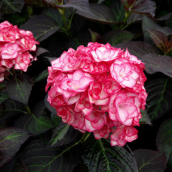 Hydrangea macrophylla 'Miss Saori' ® -  'H2002' - Hortensia