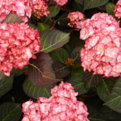 Hydrangea macrophylla 'Miss Saori' ® -  'H2002' - Hortensia