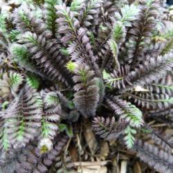 Leptinella squalida ‘Platt's Black’