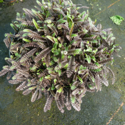 Leptinella squalida ‘Platt's Black’