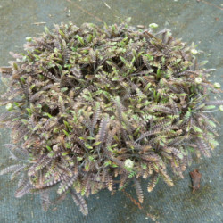 Leptinella squalida ‘Platt's Black’