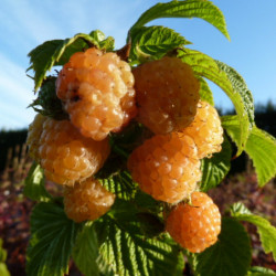 Rubus idaeus 'Fall Gold' (remontant)