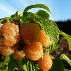 Rubus idaeus 'Fall Gold' (remontant)