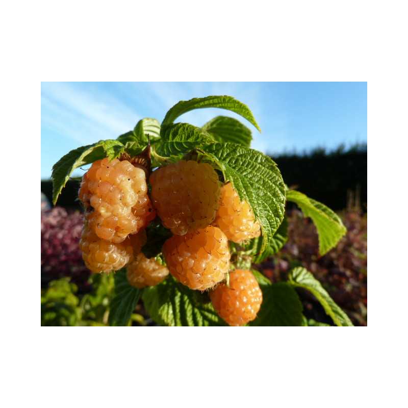 Rubus idaeus 'Fall Gold' (remontant)