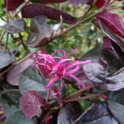 Loropetalum chinense 'Plum Gorgeous' - Loropétale de Chine