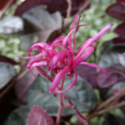 Loropetalum chinense 'Plum Gorgeous' - Loropétale de Chine