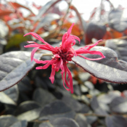 Loropetalum chinense 'Plum Gorgeous' - Loropétale de Chine