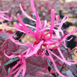Loropetalum chinense 'Plum Gorgeous' - Loropétale de Chine