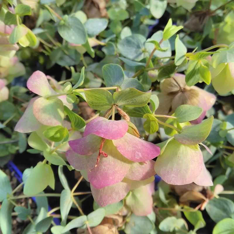 Origanum 'Kent Beauty'