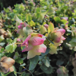 Origanum 'Kent Beauty'