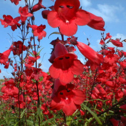 Penstemon ‘Le Phare’