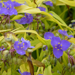 Tradescantia ‘Blue and Gold’