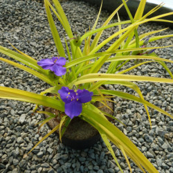Tradescantia ‘Blue and Gold’