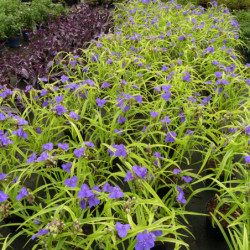 Tradescantia ‘Blue and Gold’