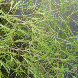 Betula pendula 'Karaca' - Bouleau pleureur