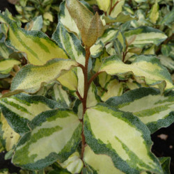 Elaeagnus × ebbingei ‘Maryline