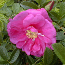 Rosa rugosa Exception