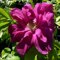 Rosa rugosa Exception