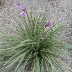 Tulbaghia violacea 'Silver Lace'