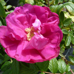 Rosa rugosa Exception