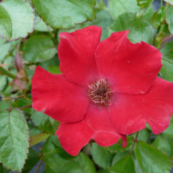 Rosa 'Sommerabend' ®
