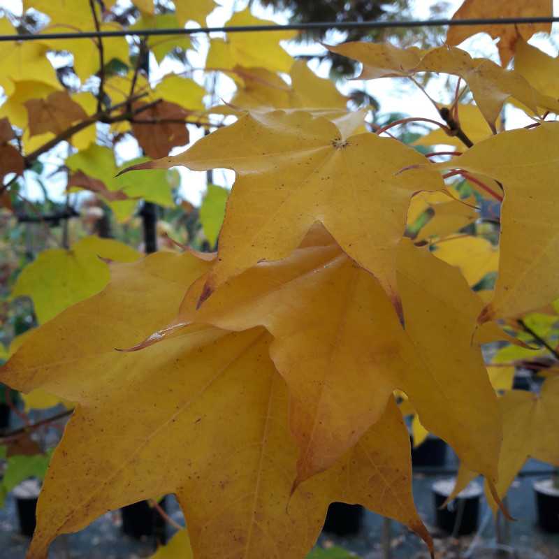 Acer cappadocicum ‘Rubrum’ - ÉRABLE DE COLCHIDE ROUGE