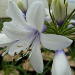 Agapanthe Twister