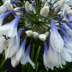 Agapanthe Twister