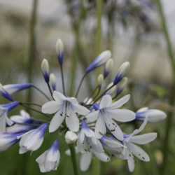 Agapanthe Twister