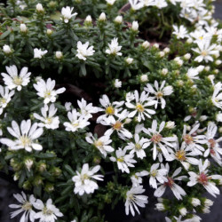 Aster ericoides ‘Snow flurry’