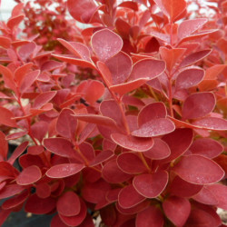 Berberis thunbergii Orange ice