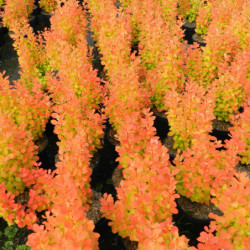 Berberis thunbergii Orange ice