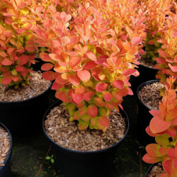 Berberis thunbergii Orange ice