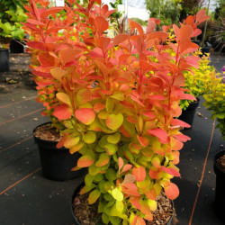 Berberis thunbergii Orange ice