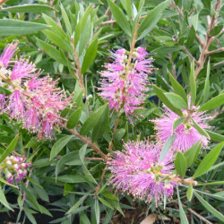 Callistemon salignus ‘Perth Pink’ - Rince-bouteille