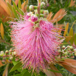 Callistemon salignus ‘Perth Pink’ - Rince-bouteille