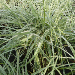 Carex flacca Blue zinger