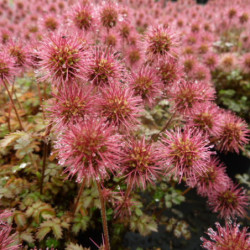 Acaena microphylla 'Kupferteppich'