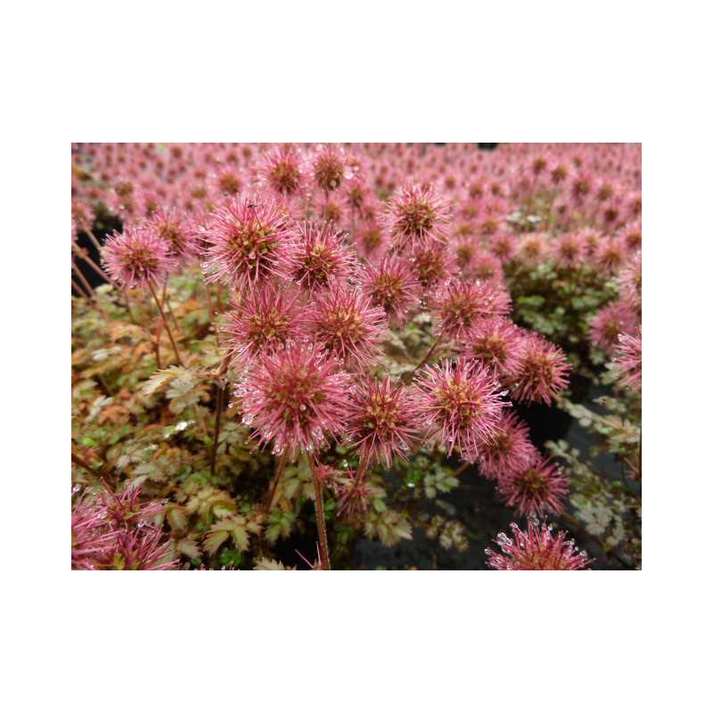 Acaena microphylla 'Kupferteppich'