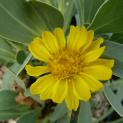 Othonna cheirifolia