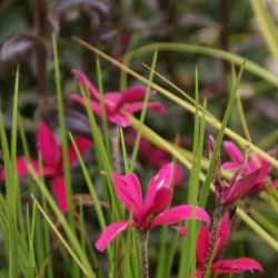 Rhodoxis ‘Fairytale’