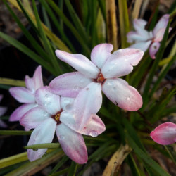 Rhodoxis ‘Fairy kisses’