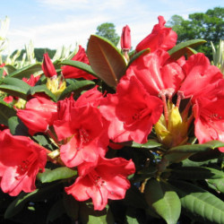 Rhododendron 'Melville'
