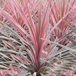 Cordyline australis ‘Southern splendour’