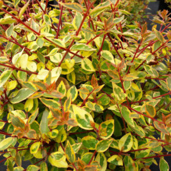 Abelia × grandiflora ‘Sunshine Daydream‘ Abelops’