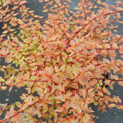 Abelia × grandiflora ‘Sunshine Daydream‘ Abelops’