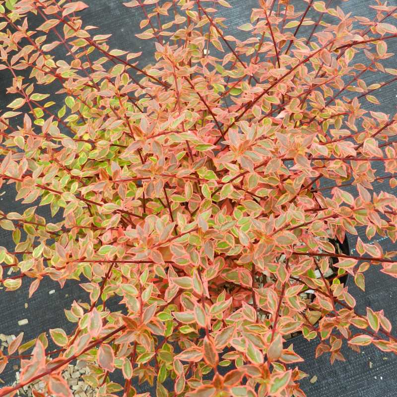 Abelia × grandiflora ‘Sunshine Daydream‘ Abelops’