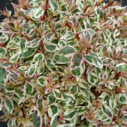 Abelia grandiflora Pink Lady