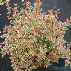 Abelia grandiflora Pink Lady